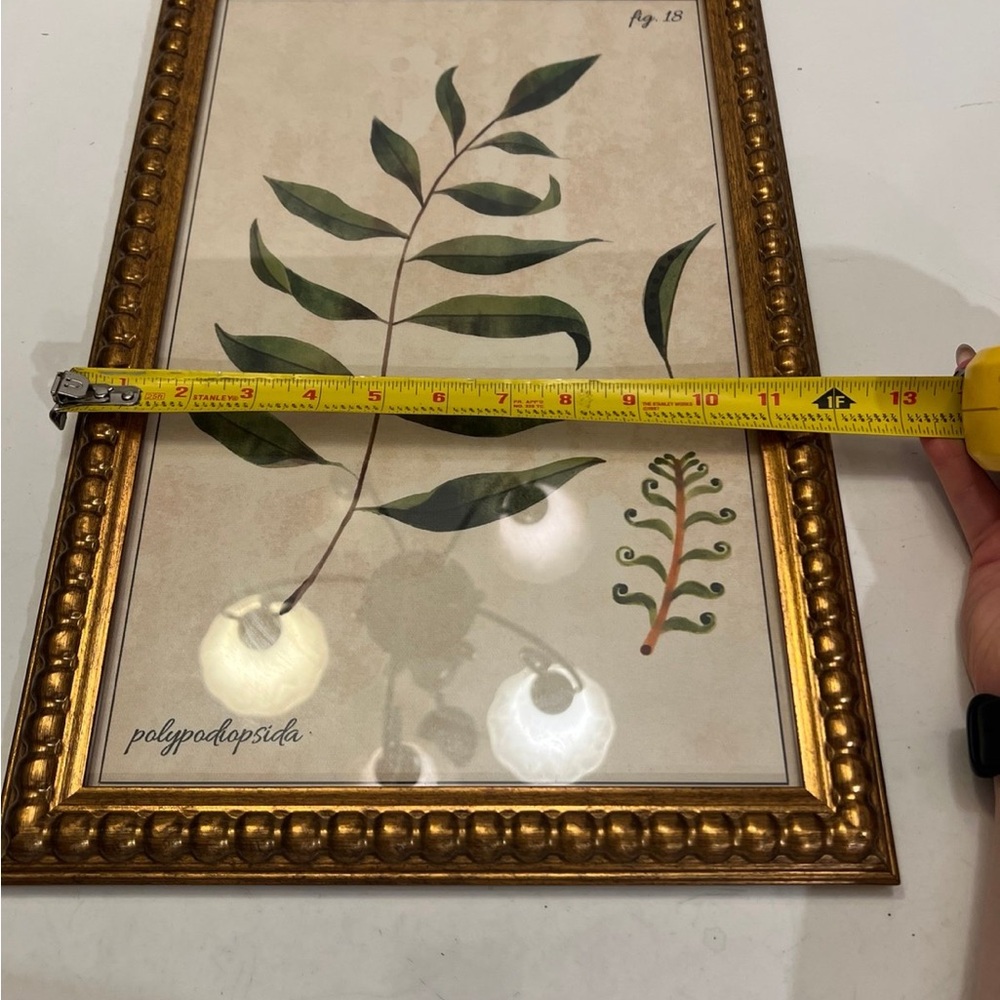 Polypodiopsida fig.18 picture frame decor - Picture 7 of 8